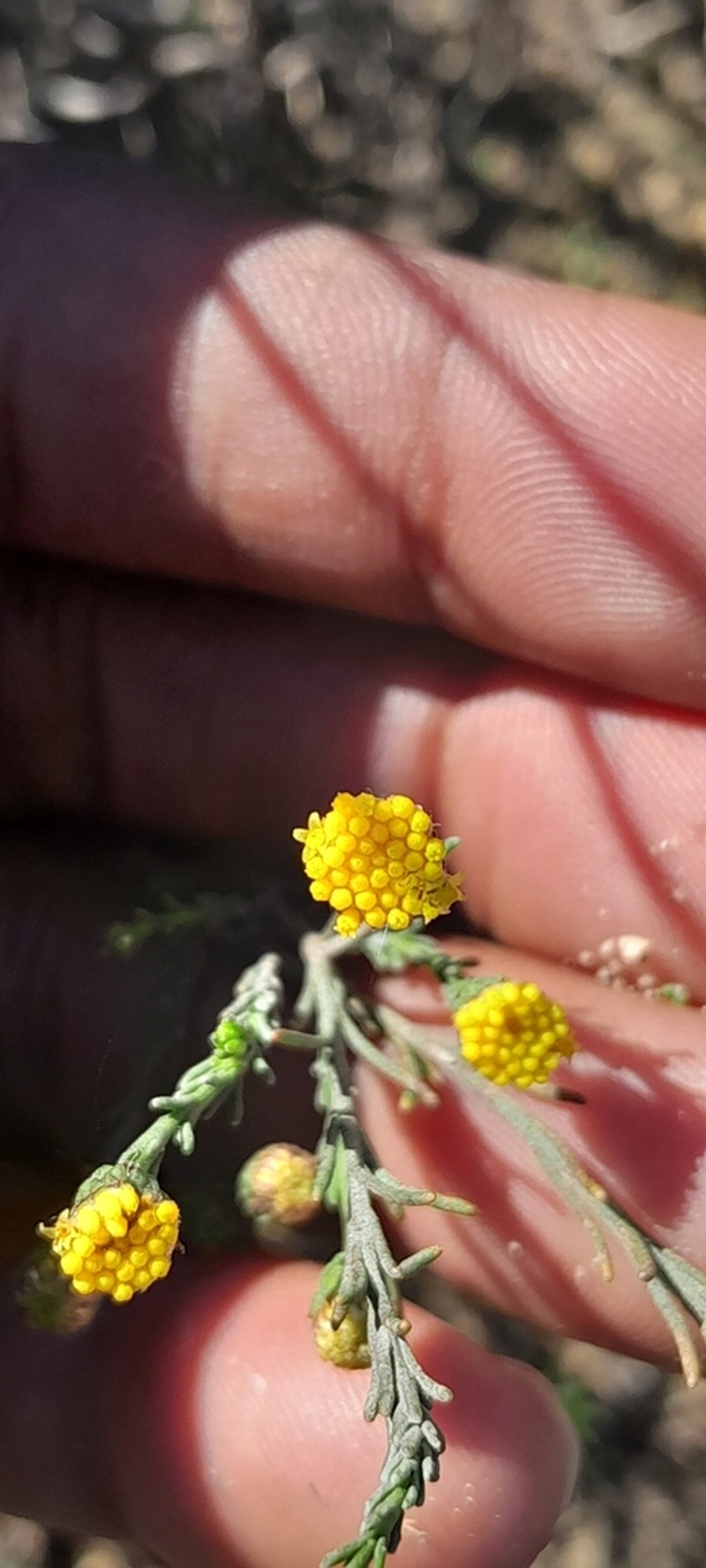 Marasmodes dummeri photo 3