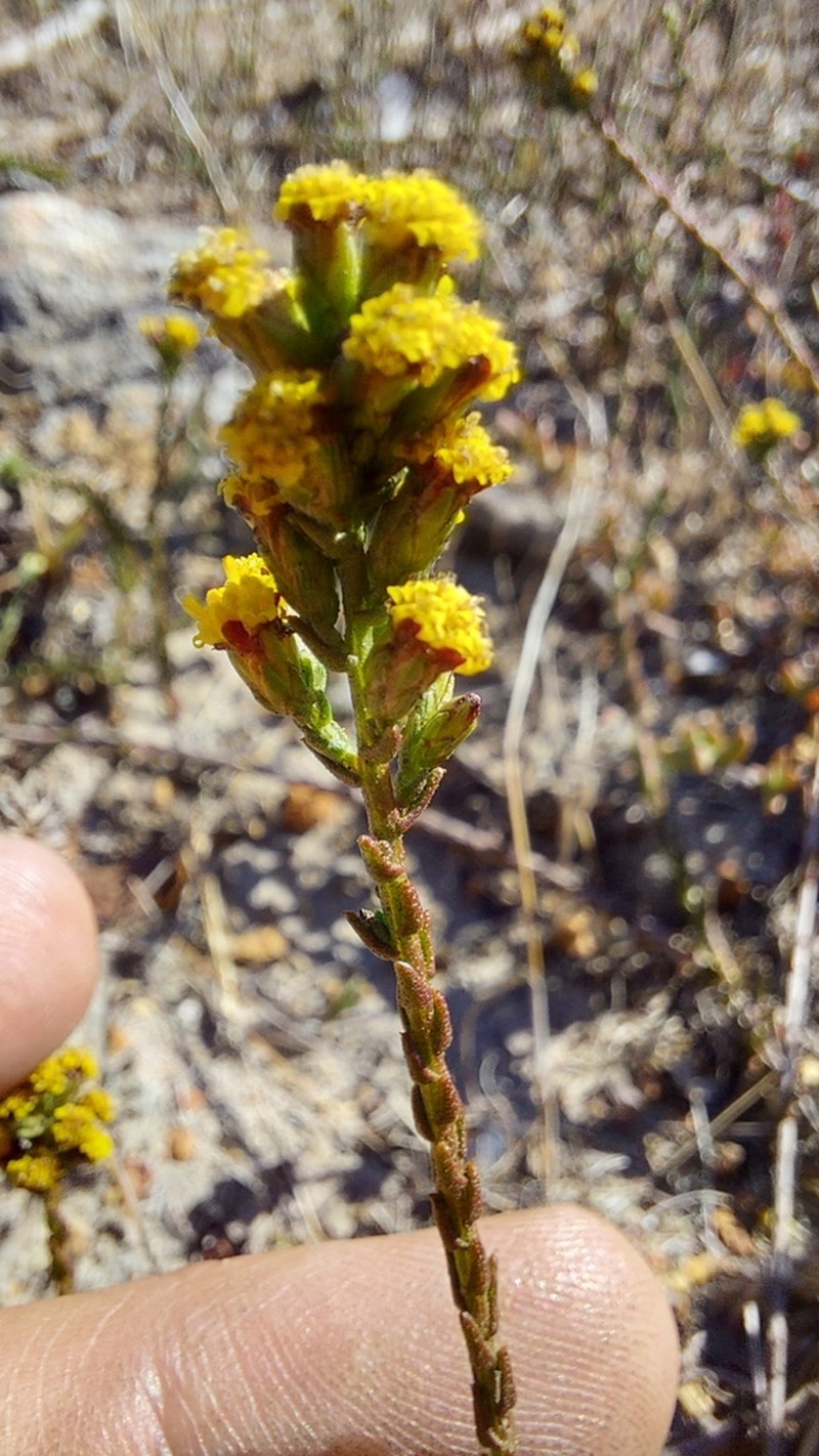 Marasmodes dummeri photo 4