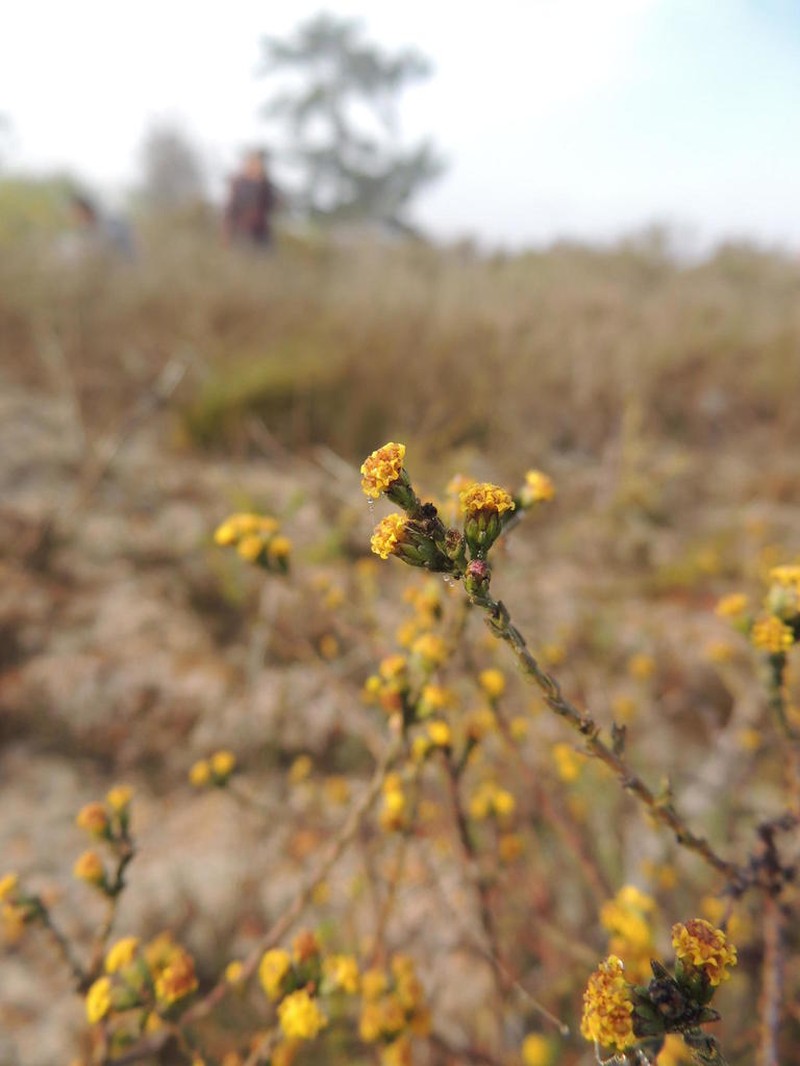 Marasmodes dummeri photo 5