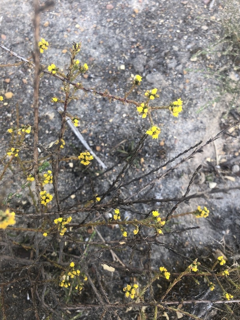 Marasmodes dummeri photo 6