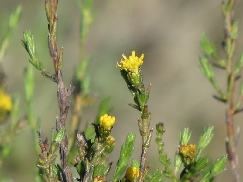 Marasmodes dummeri photo 7