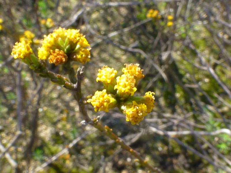 Marasmodes dummeri photo 8