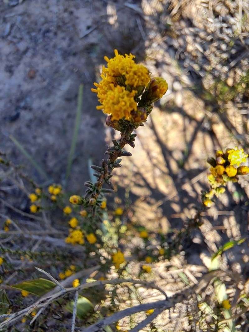 Marasmodes fasciculata