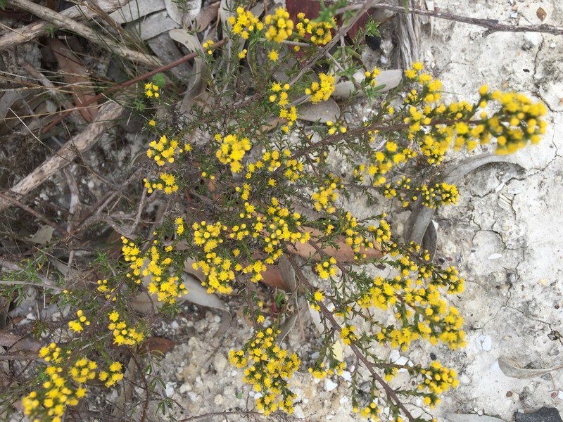 Marasmodes fasciculata photo 2