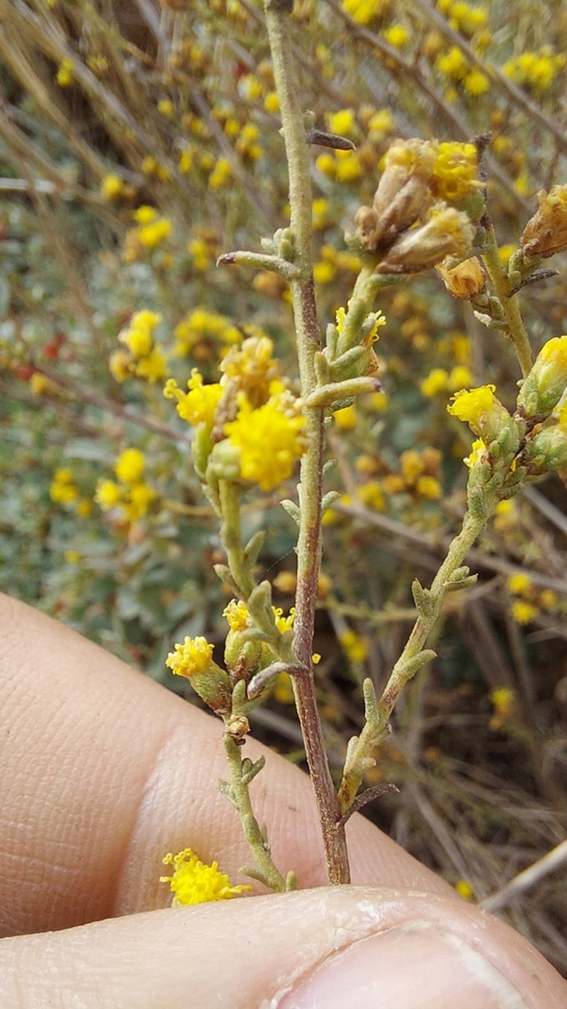 Marasmodes fasciculata photo 3