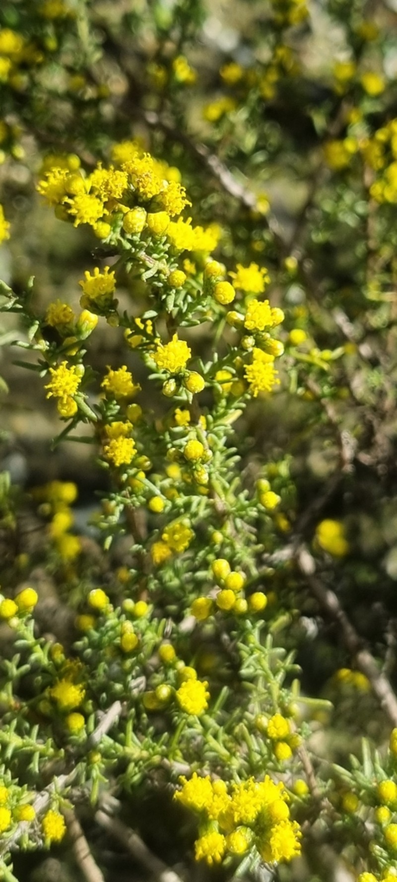 Marasmodes fasciculata photo 4