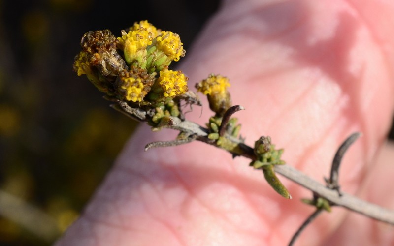 Marasmodes fasciculata photo 5