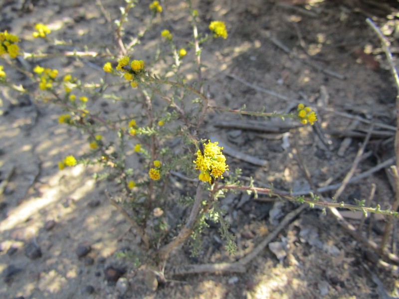 Marasmodes fasciculata photo 6