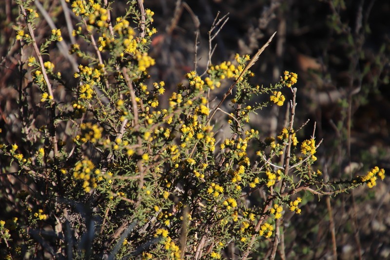 Marasmodes fasciculata photo 7