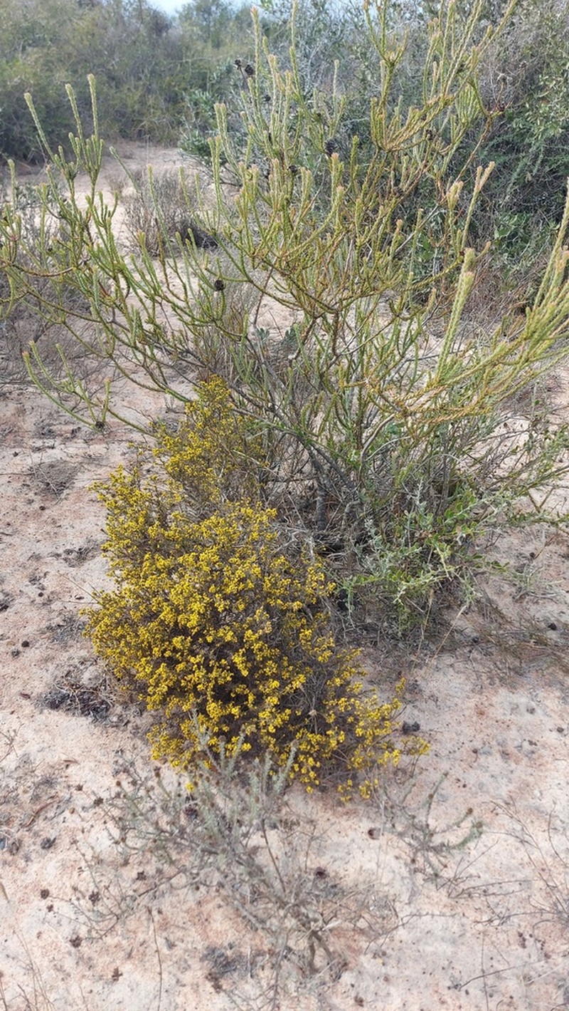 Marasmodes fasciculata photo 8