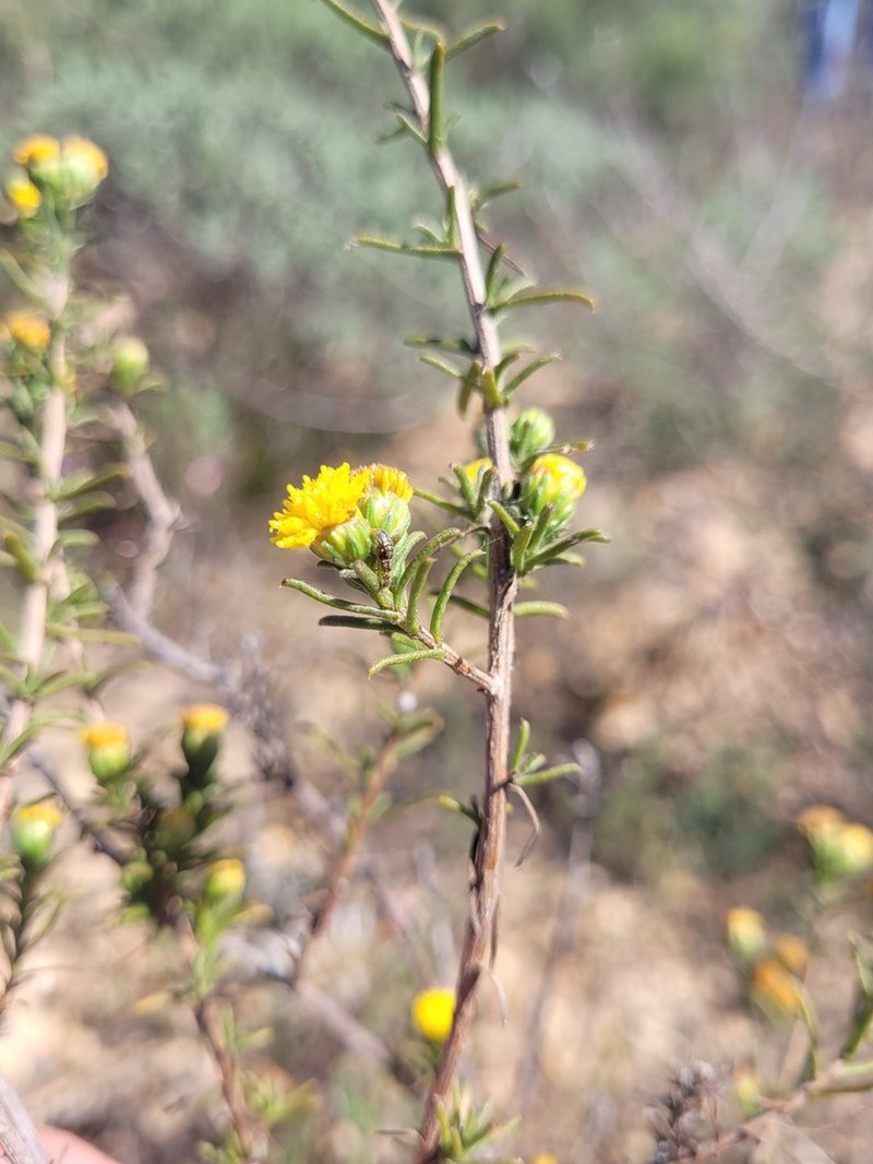 Marasmodes macrocephala photo 3