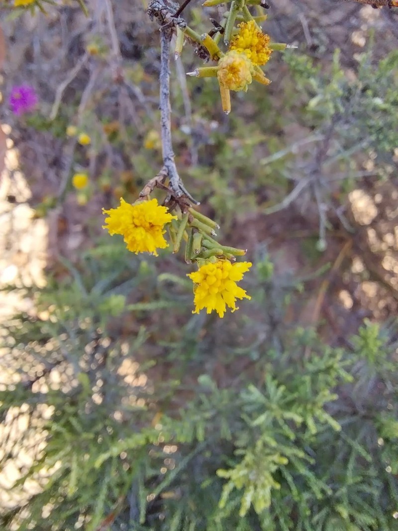 Marasmodes macrocephala photo 4