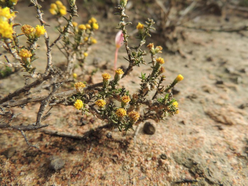 Marasmodes oligocephala photo 3