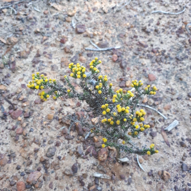 Marasmodes oligocephala photo 5