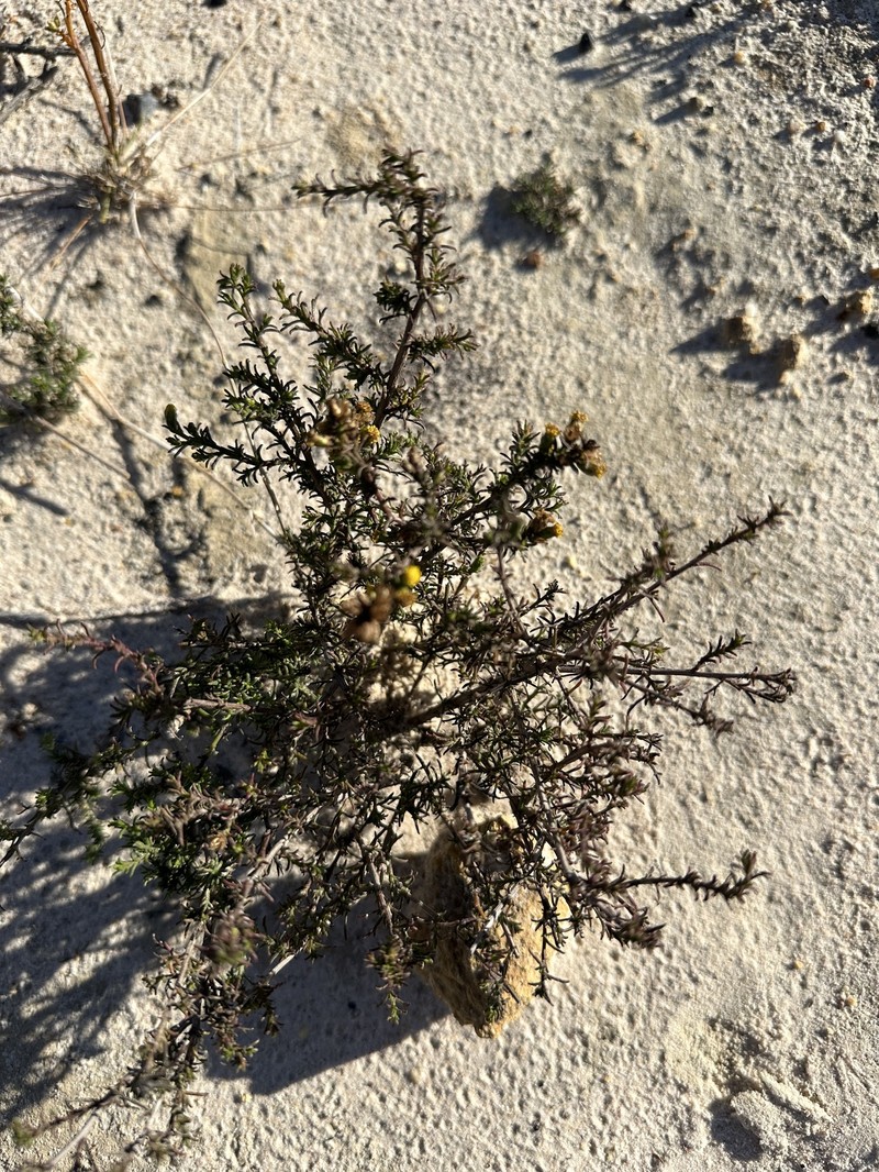 Marasmodes oligocephala photo 6