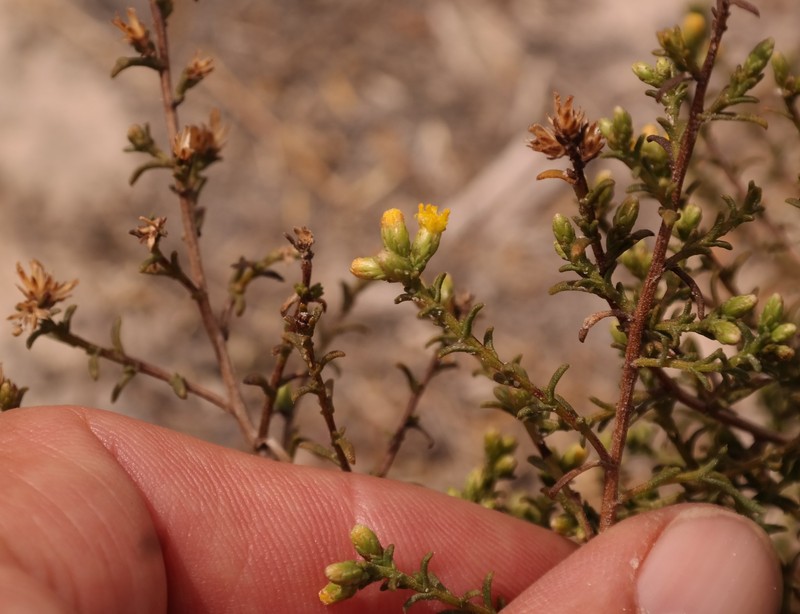 Marasmodes oligocephala photo 8