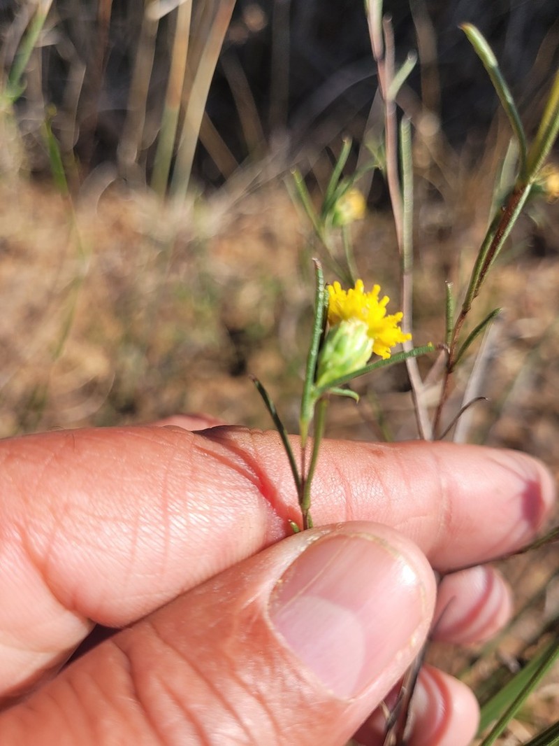 Marasmodes oppositifolia