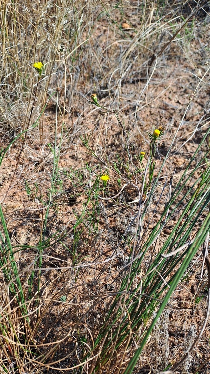 Marasmodes oppositifolia photo 2
