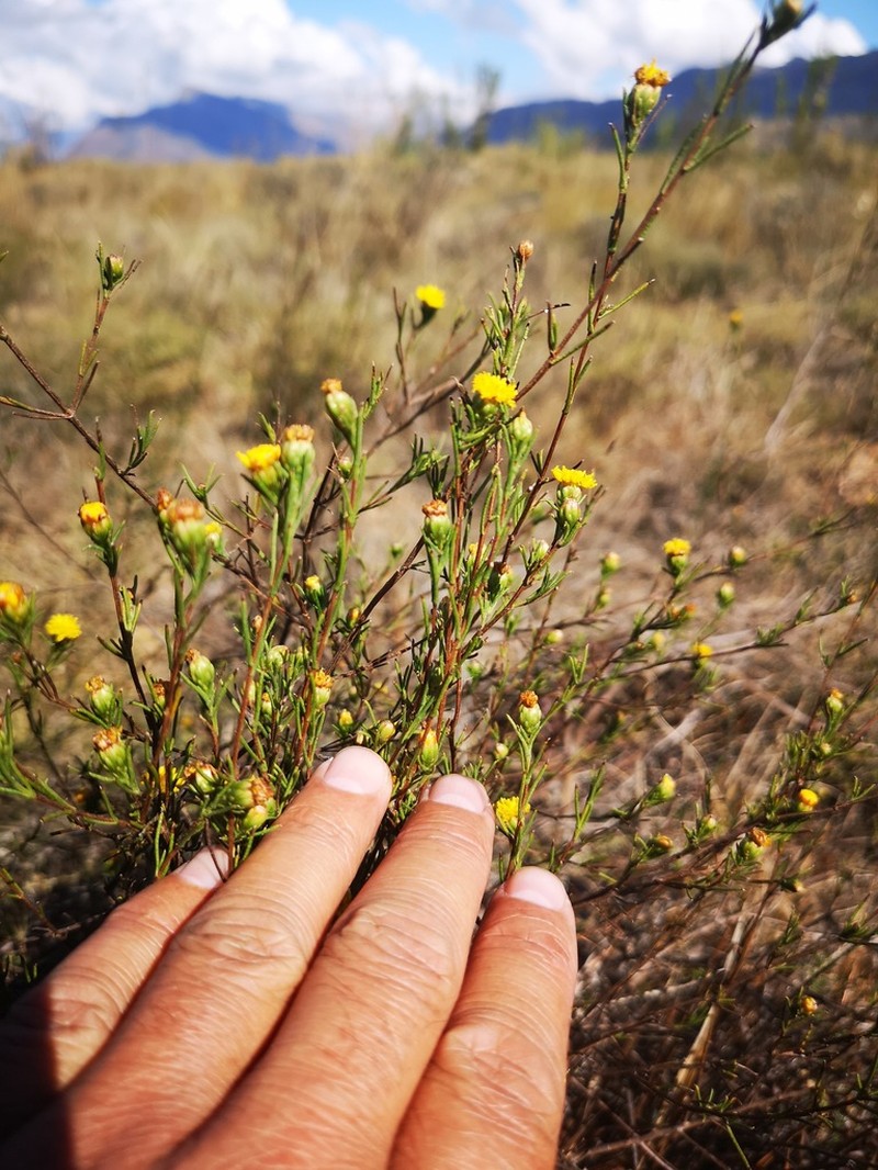Marasmodes oppositifolia photo 3