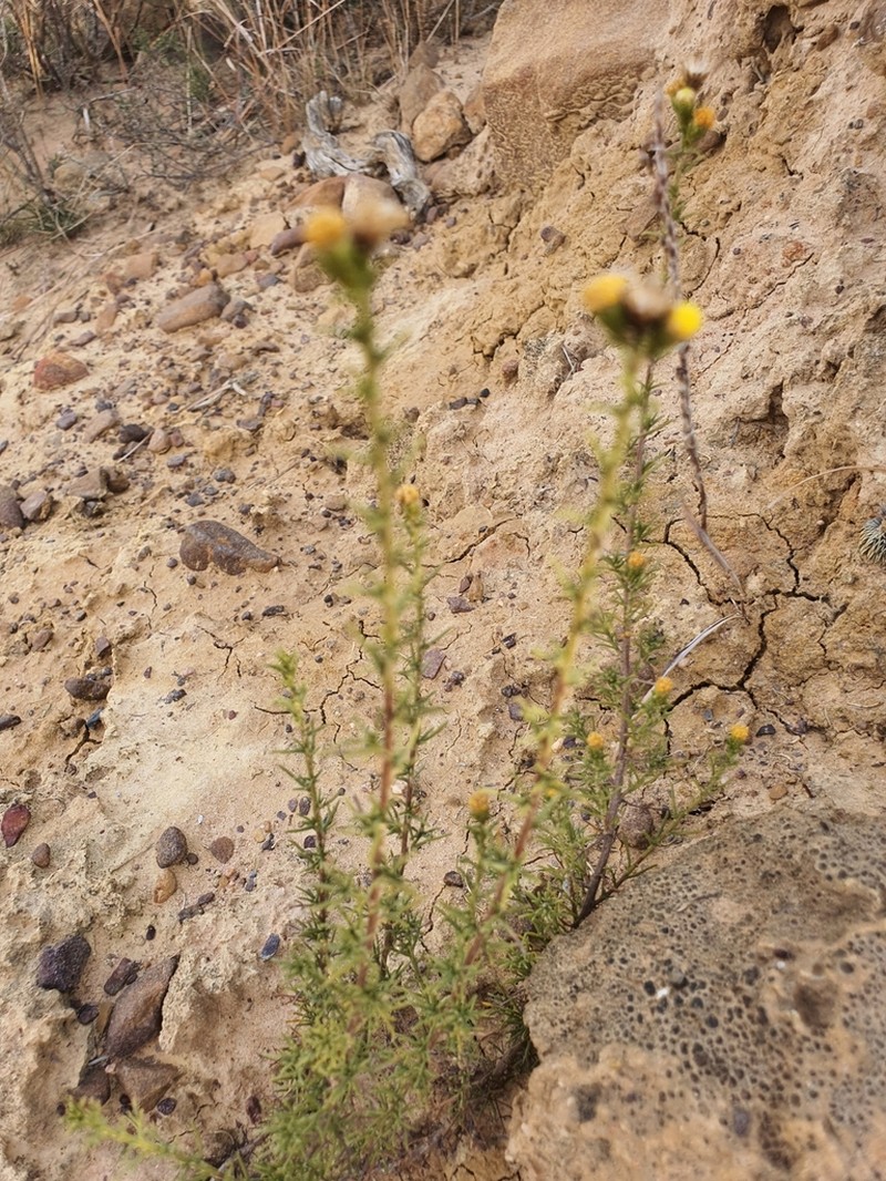 Marasmodes oubinae