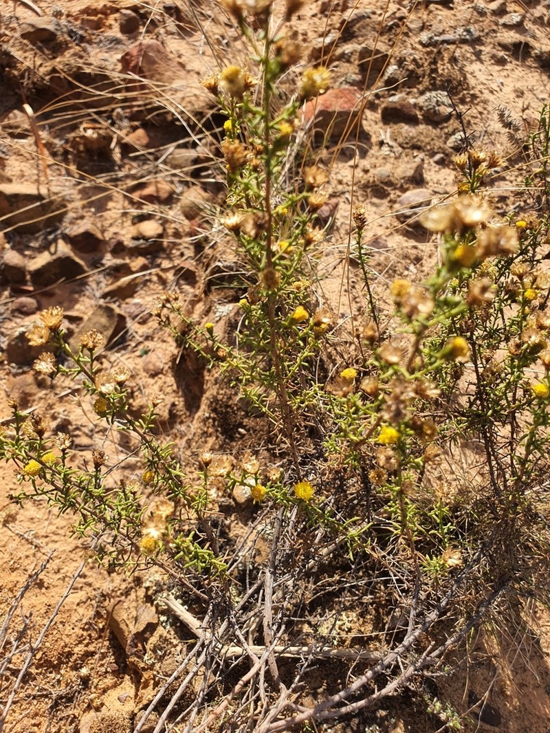 Marasmodes oubinae photo 2