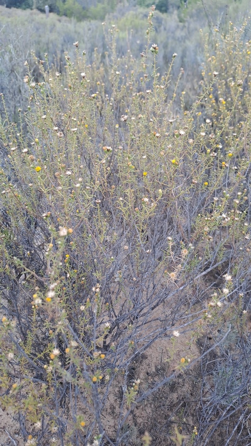 Marasmodes oubinae photo 3