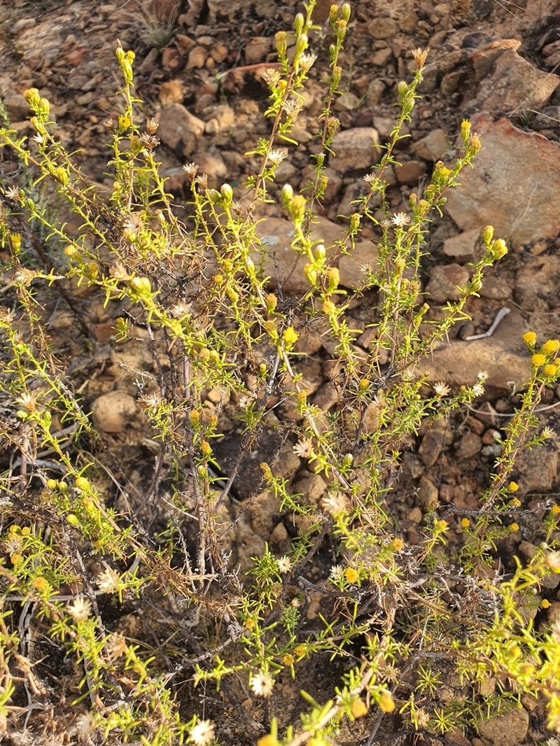 Marasmodes oubinae photo 5