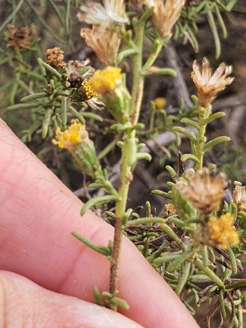 Marasmodes oubinae photo 7
