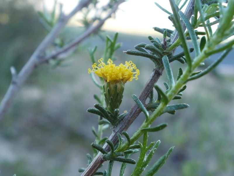 Marasmodes oubinae photo 8