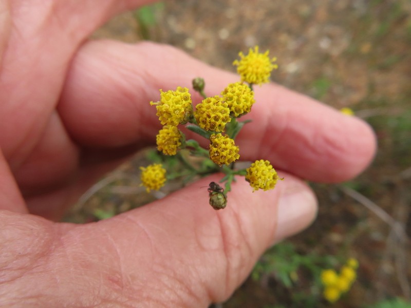Marasmodes polycephala