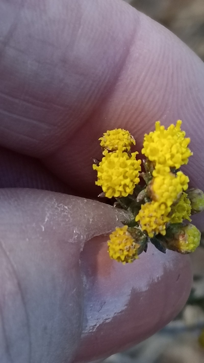 Marasmodes polycephala photo 2