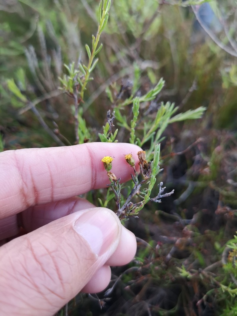 Marasmodes polycephala photo 3