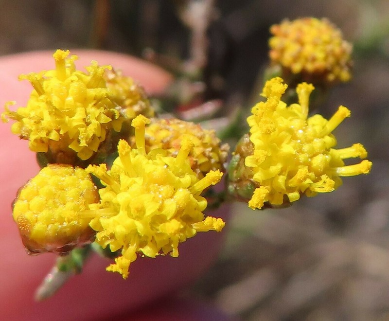 Marasmodes polycephala photo 4