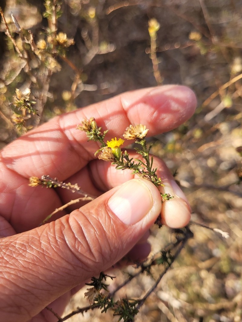 Marasmodes spinosa
