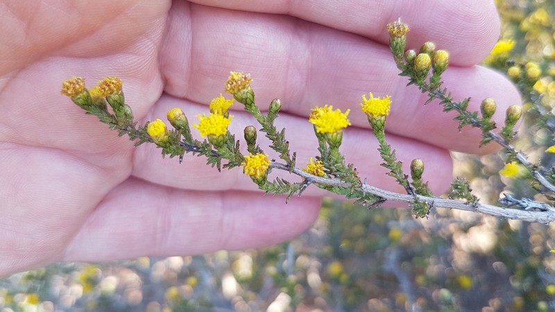 Marasmodes spinosa photo 2