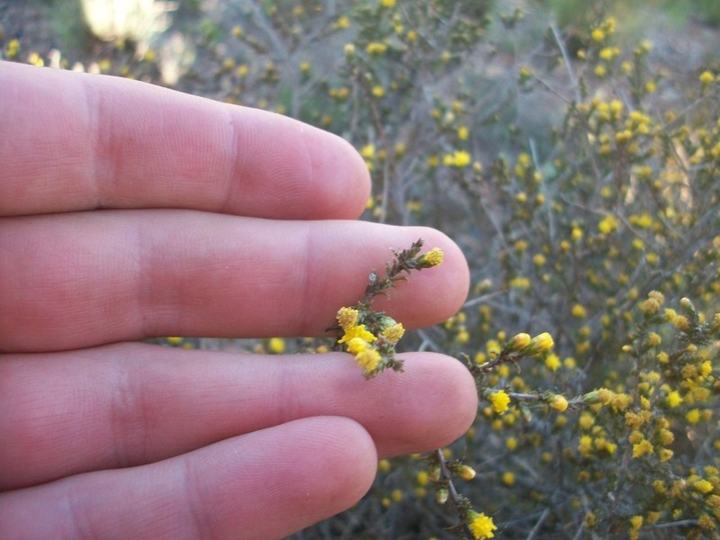 Marasmodes spinosa photo 3