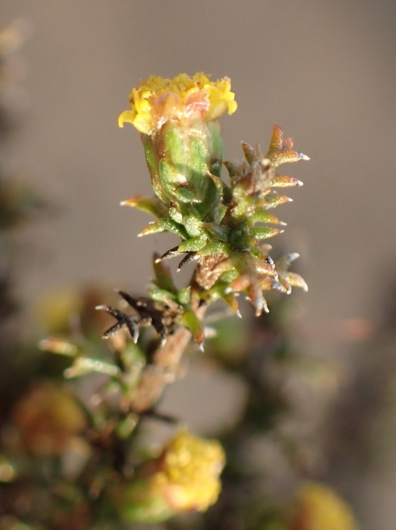 Marasmodes spinosa photo 4