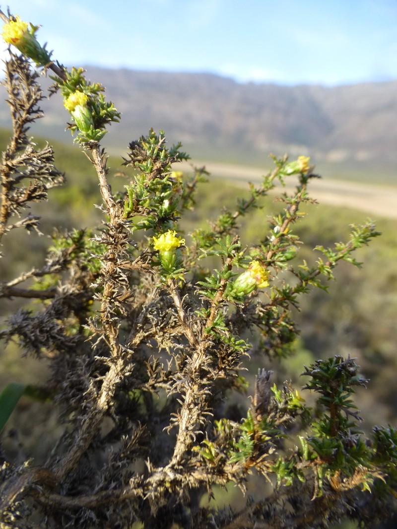 Marasmodes spinosa photo 8