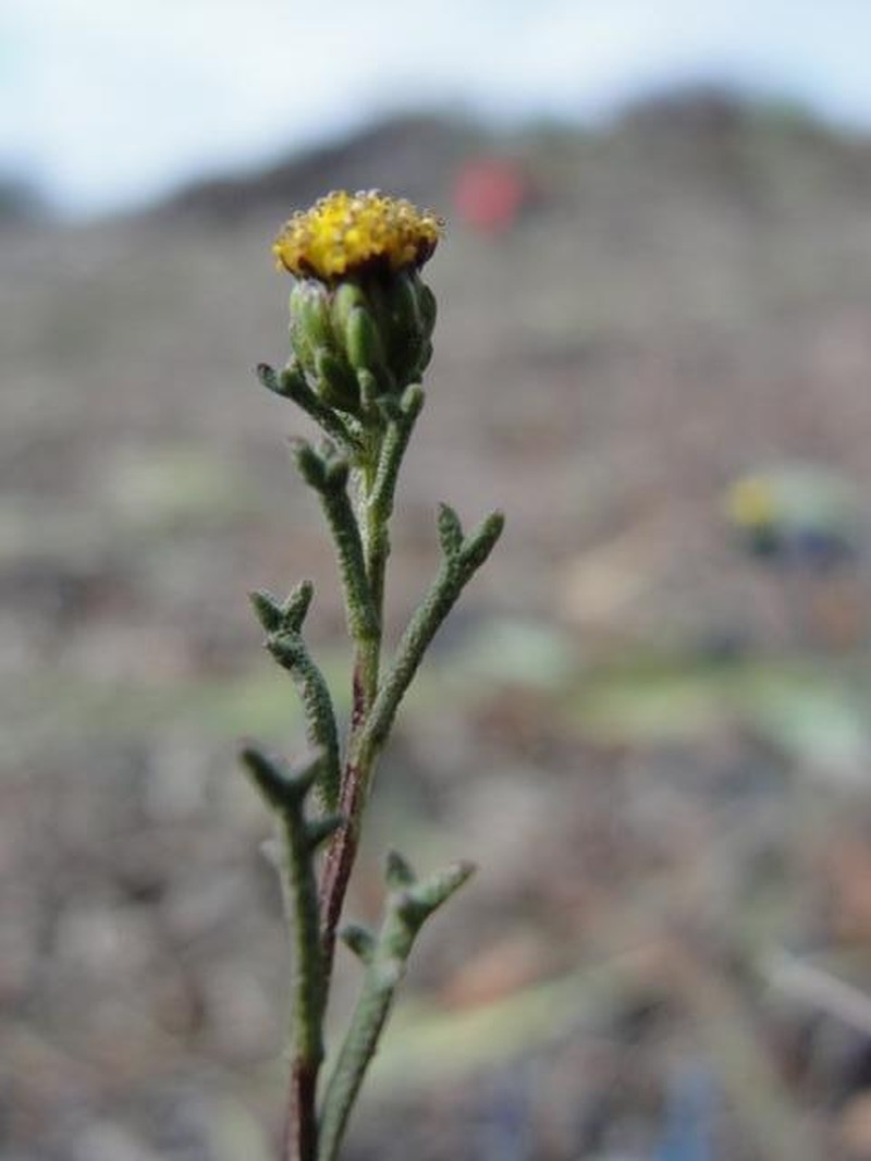 Marasmodes trifida photo 2
