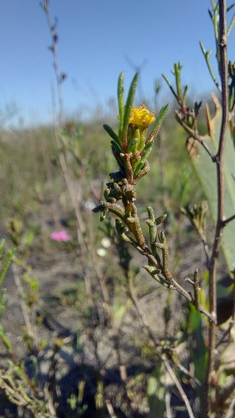 Marasmodes trifida photo 4