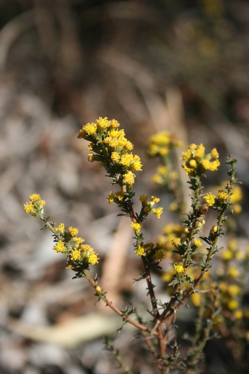Marasmodes trifida photo 5