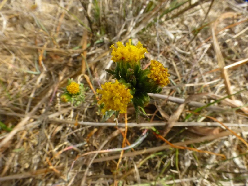 Marasmodes trifida photo 6