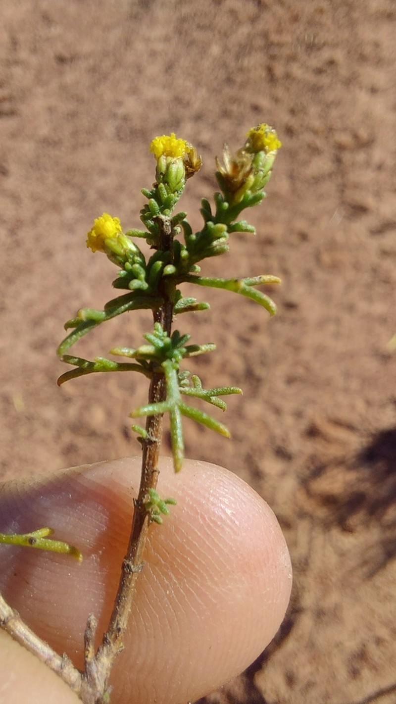 Marasmodes trifida photo 8