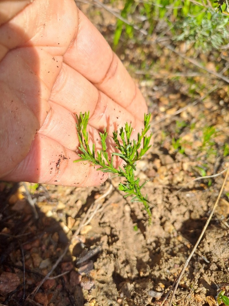 Marasmodes undulata photo 2