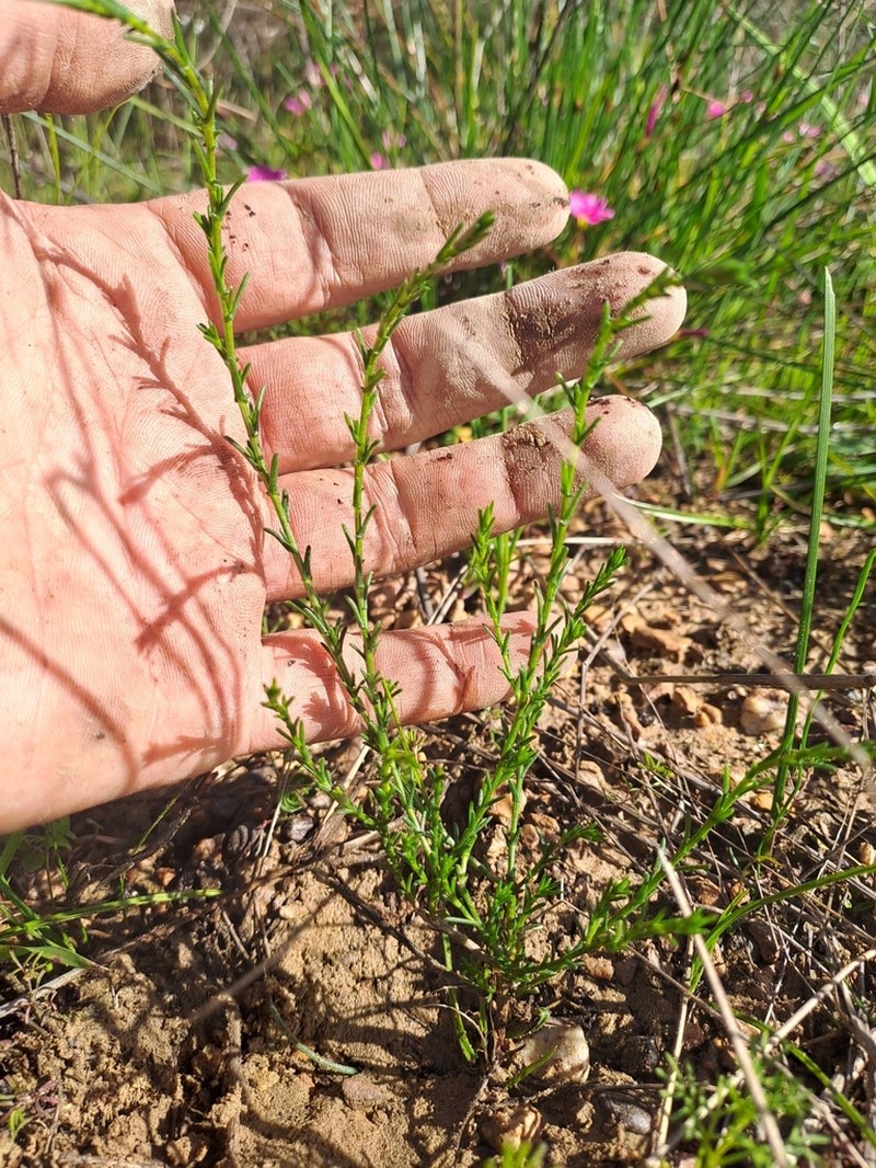 Marasmodes undulata photo 3