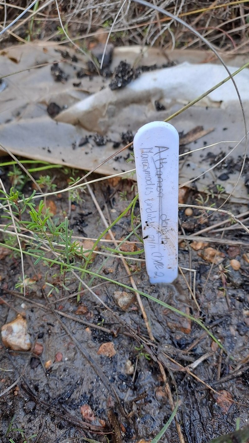 Marasmodes undulata photo 4