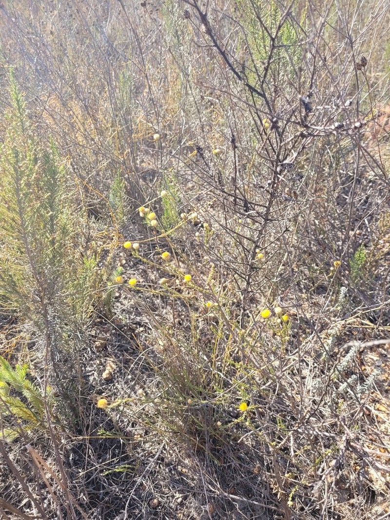 Marasmodes undulata photo 6