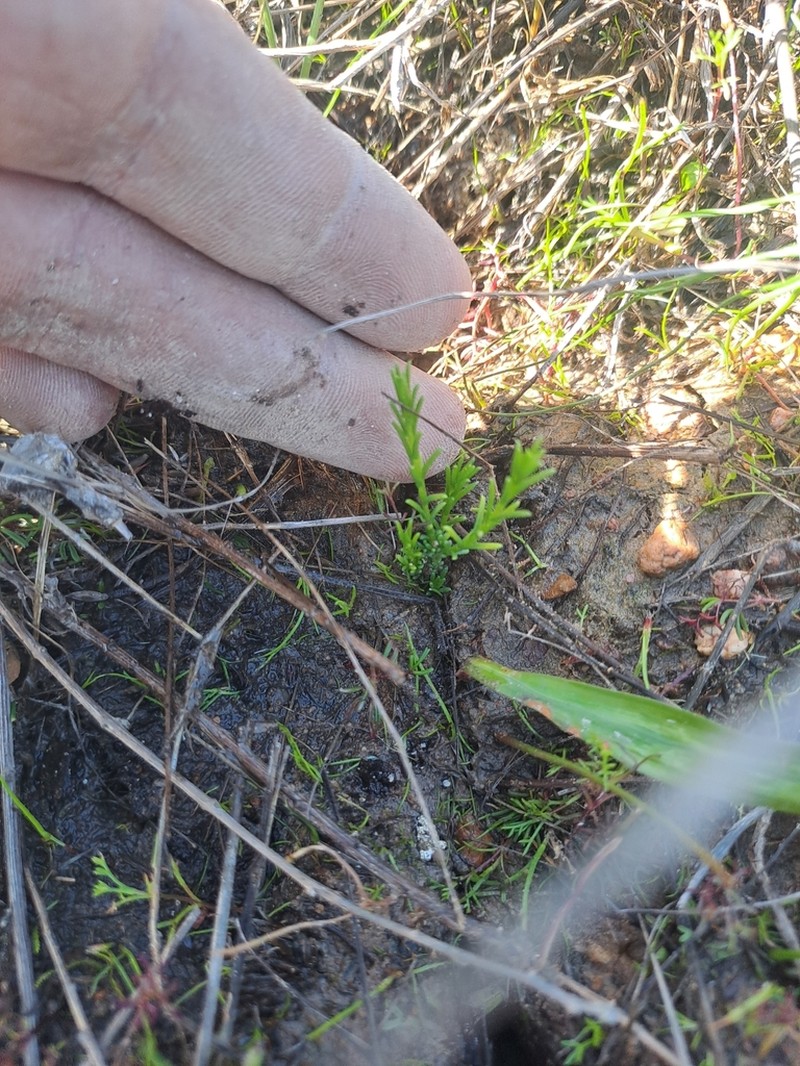 Marasmodes undulata photo 8