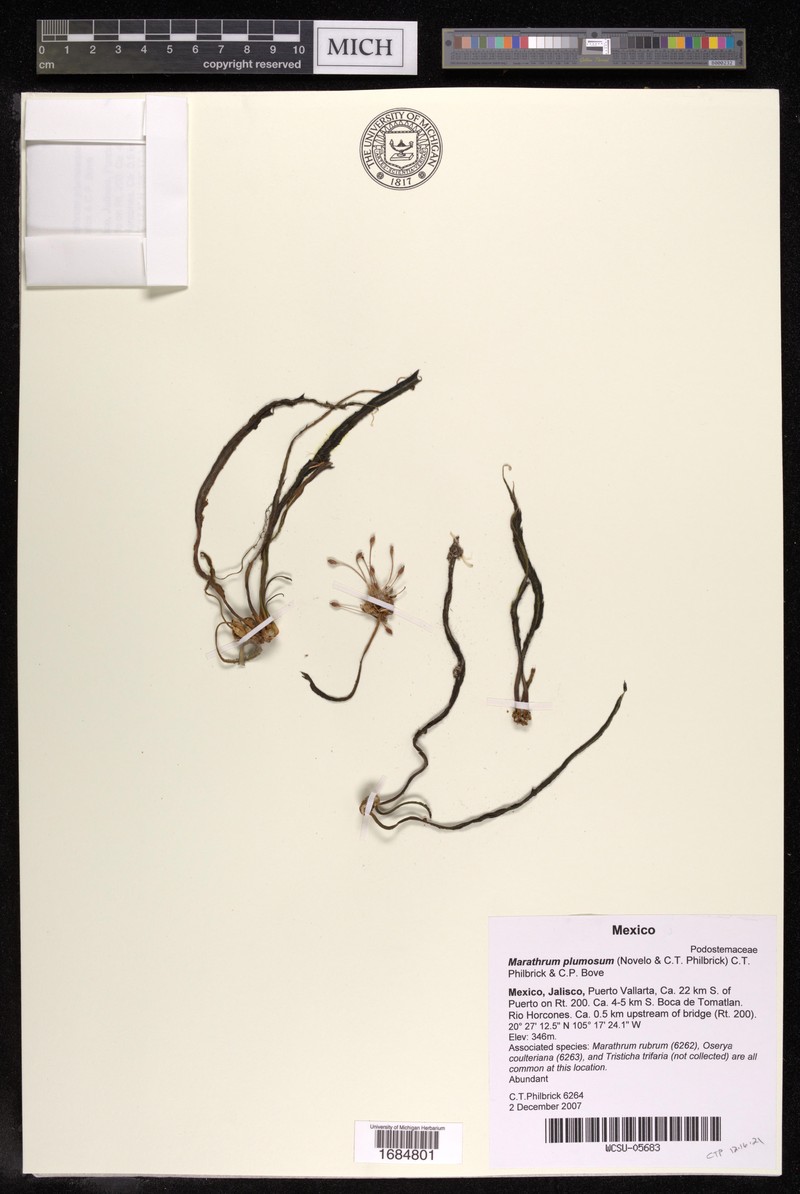 Marathrum plumosum photo 8