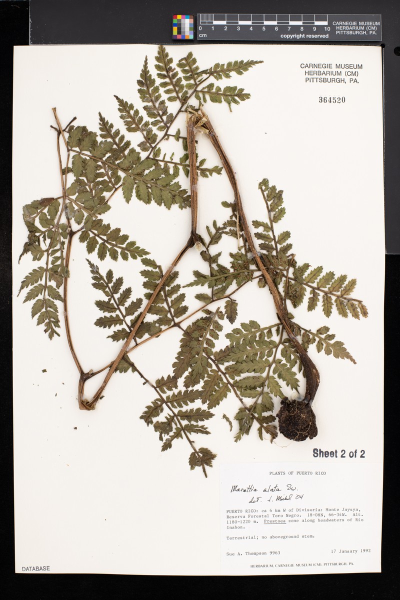 Marattia alata